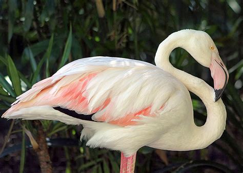 How Old Is Flamingo