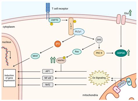 Unraveling the Role of Reactive Oxygen Species in T Lymphocyte Signaling