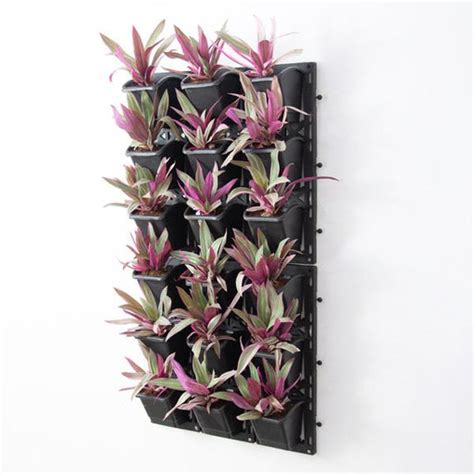 Buy Rhoeo Plants online from Nurserylive at lowest price.