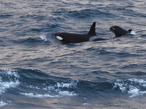 Whale watching season in Iceland: When and where to go - Tripadvisor