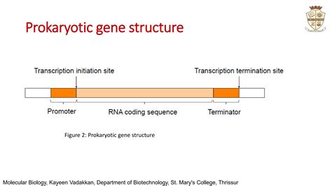 Genes 的图像结果