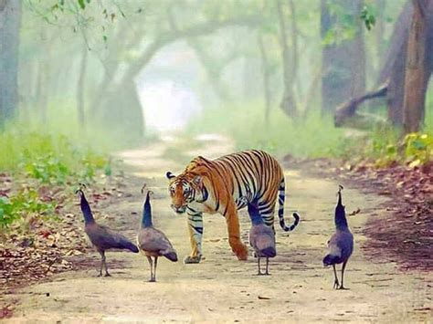National Parks Of UP: A Step Towards A Balanced Ecology | Femina.in