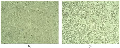 Molecular Characterization and Selection of Indigenous SARS-CoV-2 Delta ...