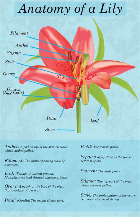 Natural Science Frame 的图像结果