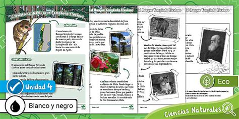 Ficha Informativa Ecosistema del Bosque Templado Lluvioso