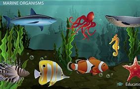 Image result for marine organisms