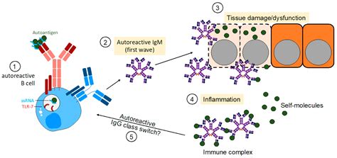 TLR7 and IgM: Dangerous Partners in Autoimmunity