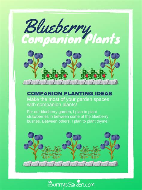 The Ultimate Guide To Companion Planting Raspberries And Blueberries ...