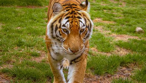 TIGER CREEK ANIMAL SANCTUARY (2026) All You Need to Know BEFORE You Go ...