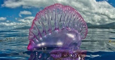 Image result for Alien at Dinner