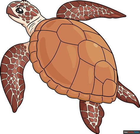 Image result for How to Draw a Turtle Step by Step Easy