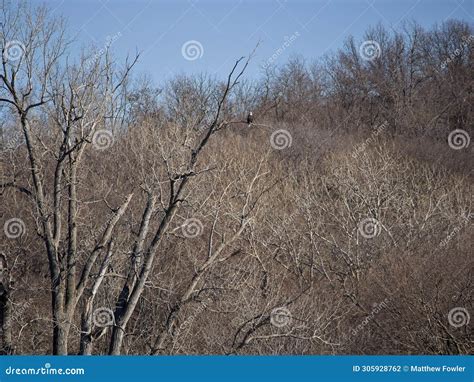 American Bald Eagles Migrate through Missouri Stock Photo - Image of ...