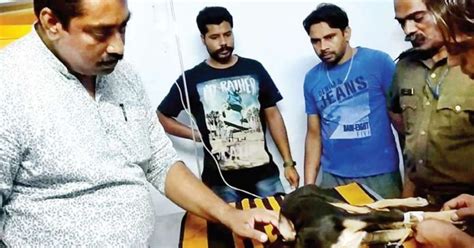 Drunk Security Guard In Kerala Smashes 2-Month-Old Puppy Against Wall ...