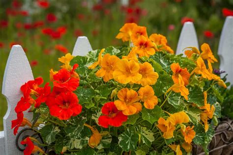 Nasturtium Companion Plants: Learn More About Companion Planting
