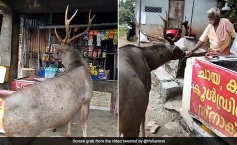 चाय की दुकान पर आ गया सांभर हिरण, पास खड़े होकर फोटो खिंचाने लगा शख्स ...
