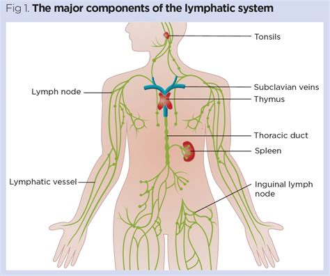Image result for Lymphatic System Function