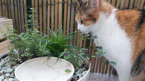 Cat-proof Balcony - FOUR PAWS International - Animal Welfare Organisation