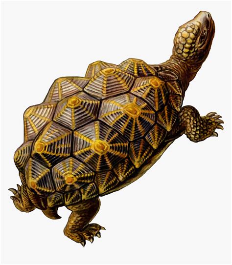 Image result for Turtle Shell Geometry