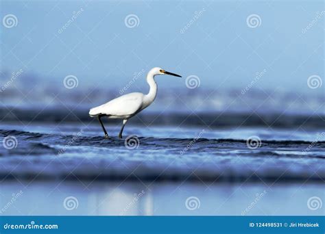 Image result for Debounce JavaScript