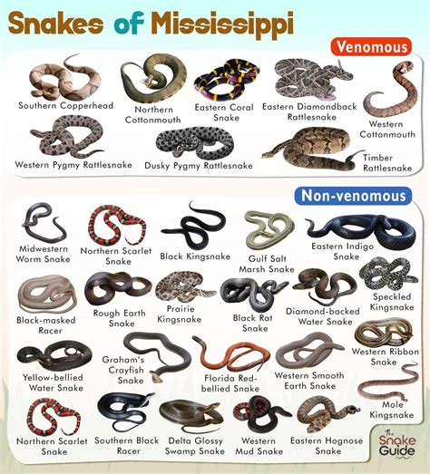 Snake Identification Guide 的图像结果