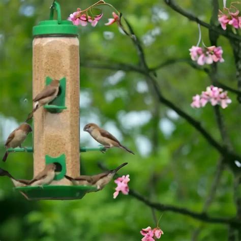 Bird Food and Water Feeder Hanging for Balcony – everday