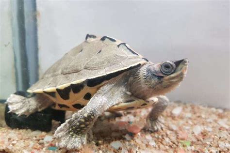 9 Best Places To Visit In Hikkaduwa During Your Sojourn