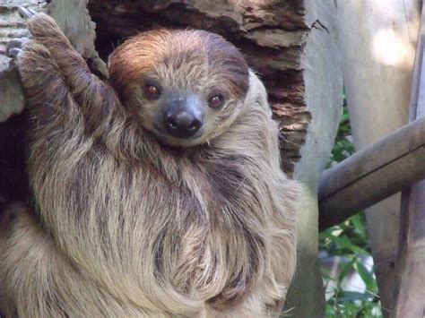 Image result for 2 Toed Sloth