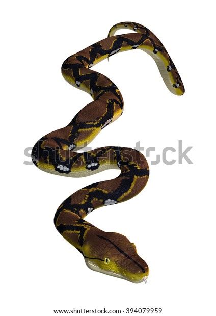 Image result for Reticulated Python Drawings