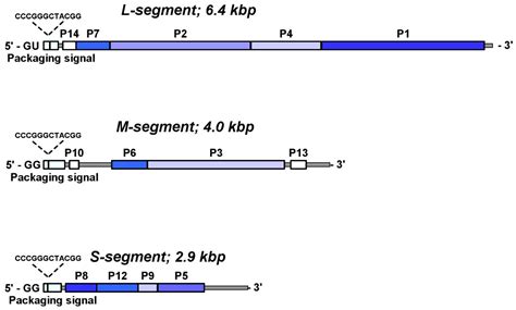 RNA Packaging in the Cystovirus Bacteriophages: Dynamic Interactions ...