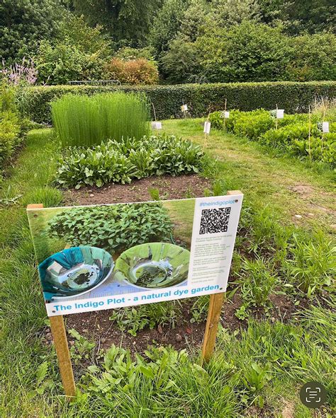 From Seed to Blue - Home growing Indigo pigment plants - THE LANSDOWNE ...