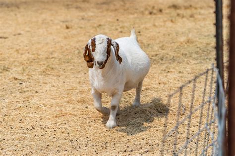 How To Pregnancy Check A Goat at Patricia Sheffield blog