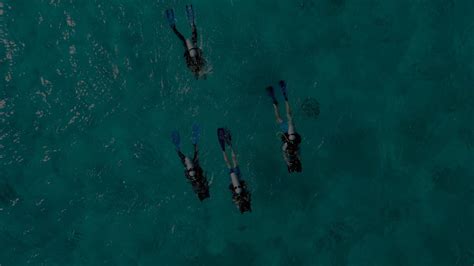 Humboldt Squid Attack