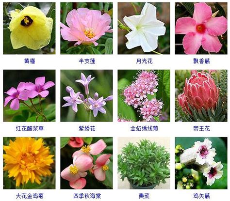 花卉名称大全-313种草本木本花卉图片-你知道你认识多少【组图】_俱进夫子_新浪博客