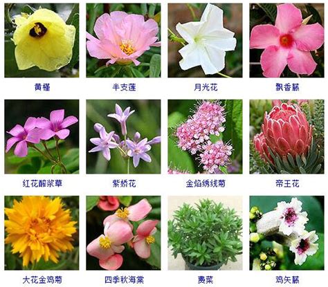认识各种花卉名称,常见花卉图片及名称(第4页)_大山谷图库