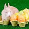 Image result for Cute Bunny Eating a Carrot Background