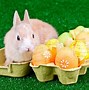 Image result for Bunnies Eating Pizza