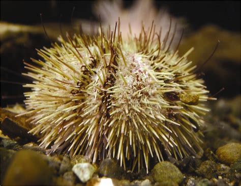 Predators Of Green Sea Urchin at Richard Avitia blog