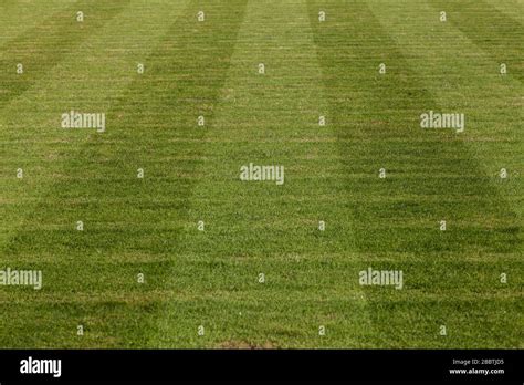 Natural Grass Field 的图像结果