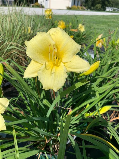 2 1quart Happy Return Daylily Plants - Etsy