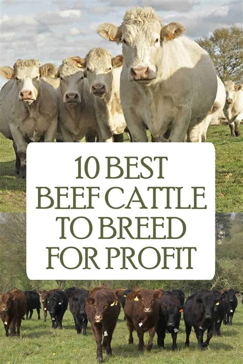10 Best Beef Cattle to Breed for Profit