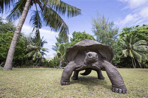 世界上体型最大的海龟是什么 世上最大的海龟是_华夏智能网