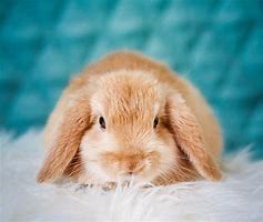 Image result for Holland Lop Characteristics