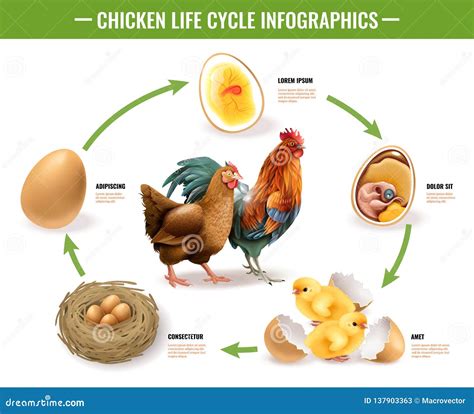 Chicken Life Cycle Infographics Stock Vector - Illustration of brown ...