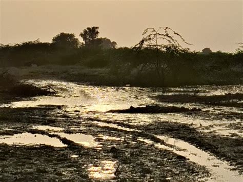 Pakistan’s toxic water destroying crops in Rajasthan 12,000 bighas on ...