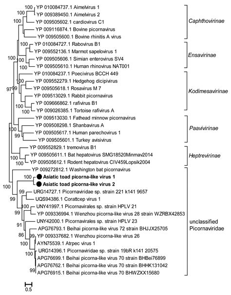 First Discovery of Phenuiviruses within Diverse RNA Viromes of Asiatic ...