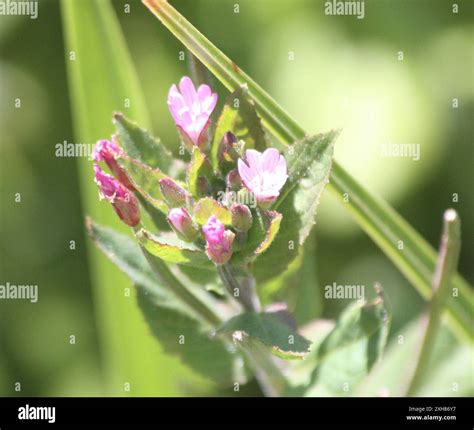 fringed willowherb (Epilobium ciliatum) Abbott's Lagoon Stock Photo - Alamy