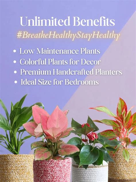 Colorful Air-Purifying Plants Combo for Bedroom – Greenkin