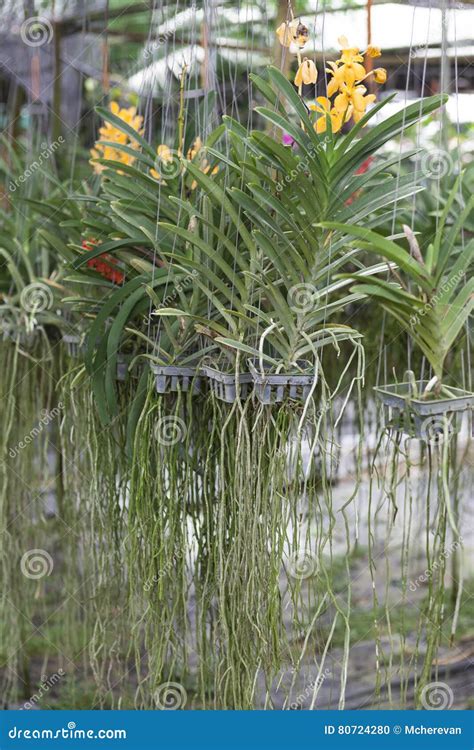 Two Bush Varieties Of Orchids DENDROBIUM And Cycnoches Hanging In The ...