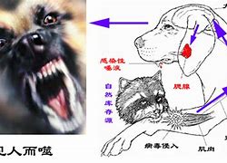 Image result for rabid 患狂犬病的