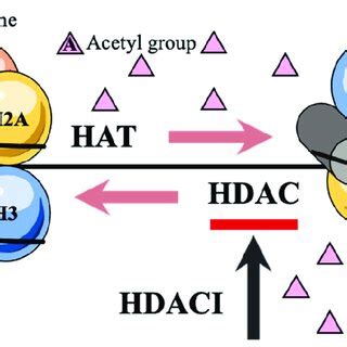 Image result for Acetylation Post-Translational Modification Mechanism